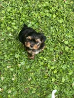 Dax, a male Yorkshire Terrier for sale in Walker, LA – 2 of 4