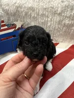 Bunny, a female Poodle - Toy  for sale in Walker, LA – 1 of 7