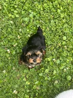Dax, a male Yorkshire Terrier for sale in Walker, LA – 3 of 4