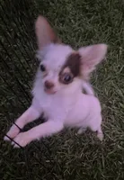 Bullseye, a male Chihuahua for sale in Walker, LA – 3 of 6