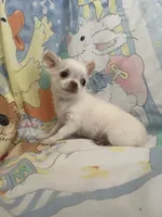 Casper, a male Chihuahua for sale in Walker, LA – 4 of 8