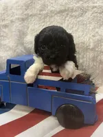 Bunny, a female Poodle - Toy  for sale in Walker, LA – 7 of 7