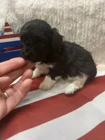 Bunny, a female Poodle - Toy  for sale in Walker, LA – 5 of 7