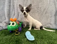 Peekaboo, a male Chihuahua for sale in Walker, LA – 3 of 4