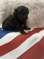 Sable, a female Poodle - Toy  for sale in Walker, LA – 4 of 5