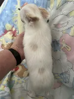 Casper, a male Chihuahua for sale in Walker, LA – 2 of 8