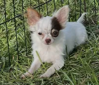 Bullseye, a male Chihuahua for sale in Walker, LA – 7 of 9