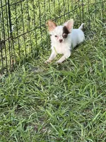 Bullseye, a male Chihuahua for sale in Walker, LA – 9 of 9