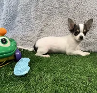 Peekaboo, a male Chihuahua for sale in Walker, LA – 2 of 4