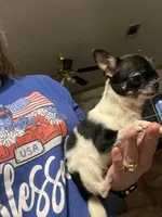 Tiny Heart, a female Chihuahua for sale in Walker, LA – 5 of 7
