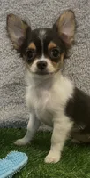 Lover Boy, a male Chihuahua for sale in Walker, LA – 3 of 6