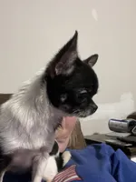 Tiny Heart, a female Chihuahua for sale in Walker, LA – 6 of 7