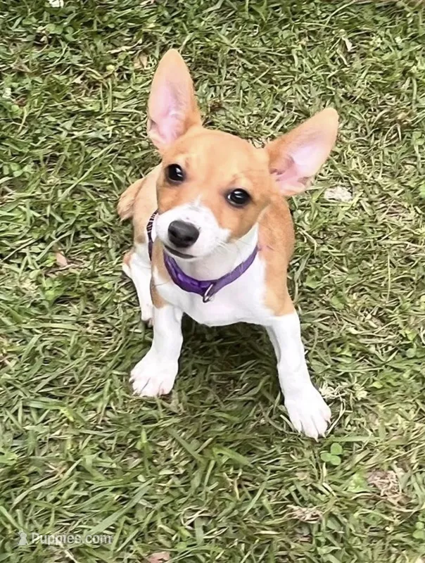 Diamond – Teddy Roosevelt Terrier puppy for sale in Walker, LA