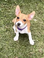 Diamond, a female Teddy Roosevelt Terrier for sale in Walker, LA – 1 of 2