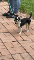 Tucker, a male Chihuahua for sale in Walker, LA – 3 of 5