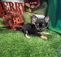 Tiny Leroy, a male Chihuahua for sale in Walker, LA – Photo 6 of 7