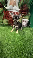 Tiny Leroy, a male Chihuahua for sale in Walker, LA – Photo 5 of 7