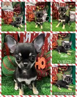 Tiny Leroy, a male Chihuahua for sale in Walker, LA – Photo 4 of 7