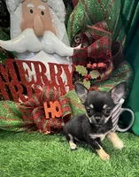 Tiny Leroy, a male Chihuahua for sale in Walker, LA – Photo 7 of 7