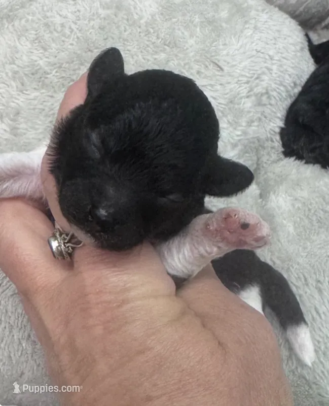 Bunny – Poodle - Toy  puppy for sale in Walker, LA