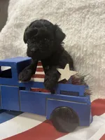 Sable, a female Poodle - Toy  for sale in Walker, LA – 5 of 5