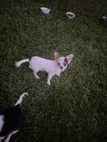 Bullseye, a male Chihuahua for sale in Walker, LA – 6 of 6