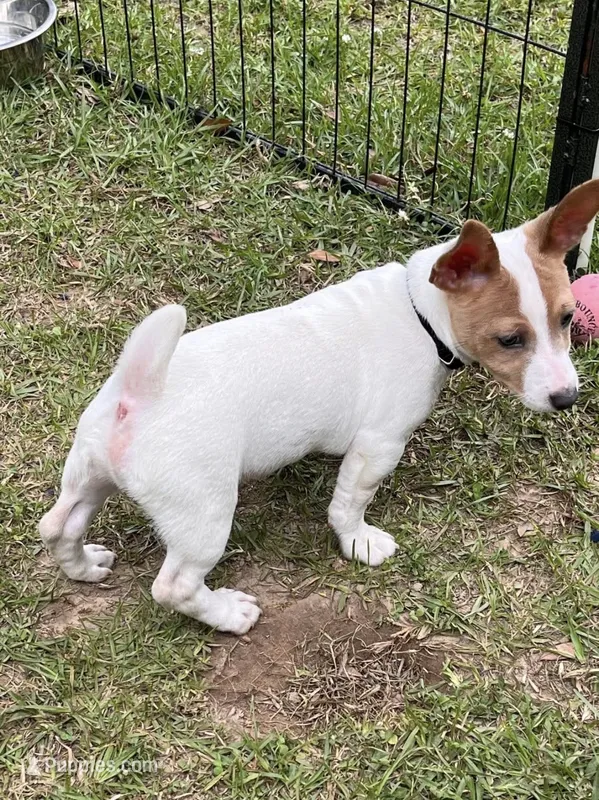 Ghost – Teddy Roosevelt Terrier puppy for sale in Walker, LA
