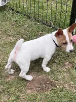 Ghost, a male Teddy Roosevelt Terrier for sale in Walker, LA – 1 of 2