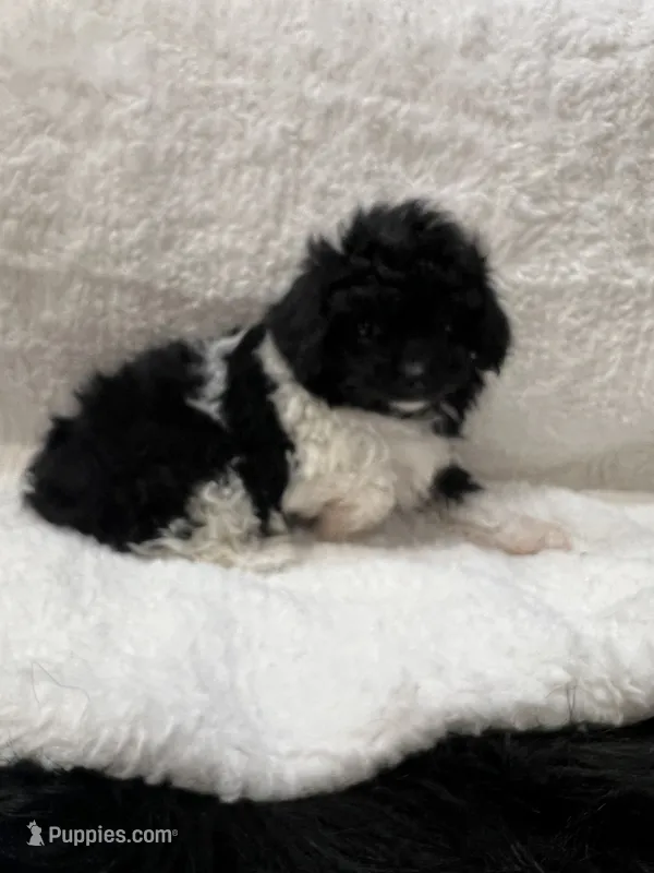 Bunny – Poodle - Toy  puppy for sale in Walker, LA