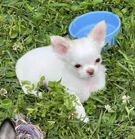 Casper, a male Chihuahua for sale in Walker, LA – Photo 2 of 6
