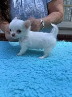 Casper, a male Chihuahua for sale in Walker, LA – Photo 5 of 6
