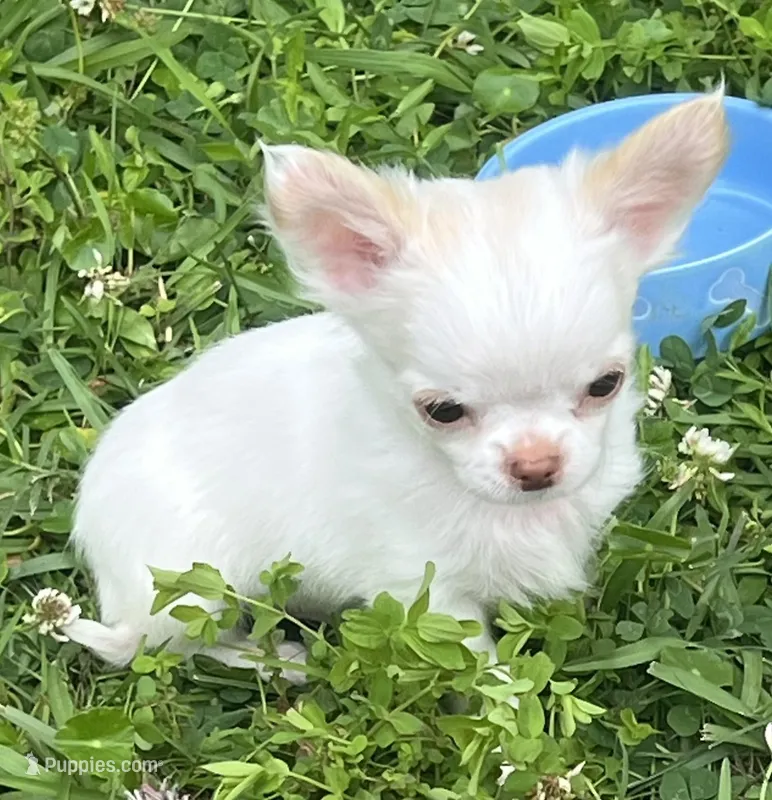 Casper – Chihuahua puppy for sale in Walker, LA
