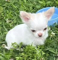 Casper, a male Chihuahua for sale in Walker, LA – Photo 1 of 6