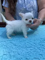 Casper, a male Chihuahua for sale in Walker, LA – Photo 4 of 6