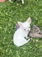 Casper, a male Chihuahua for sale in Walker, LA – Photo 3 of 6