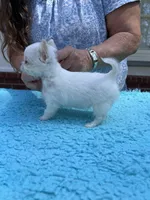Casper, a male Chihuahua for sale in Walker, LA – Photo 6 of 6