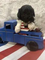 Bunny, a female Poodle - Toy  for sale in Walker, LA – 3 of 7