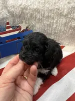 Bunny, a female Poodle - Toy  for sale in Walker, LA – 2 of 7