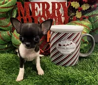 Heart, a female Chihuahua for sale in Walker, LA – Photo 7 of 10