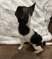 Tiny Heart, a female Chihuahua for sale in Walker, LA – Photo 8 of 10