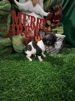 Heart, a female Chihuahua for sale in Walker, LA – Photo 6 of 10