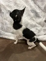 Tiny Heart, a female Chihuahua for sale in Walker, LA – Photo 9 of 10