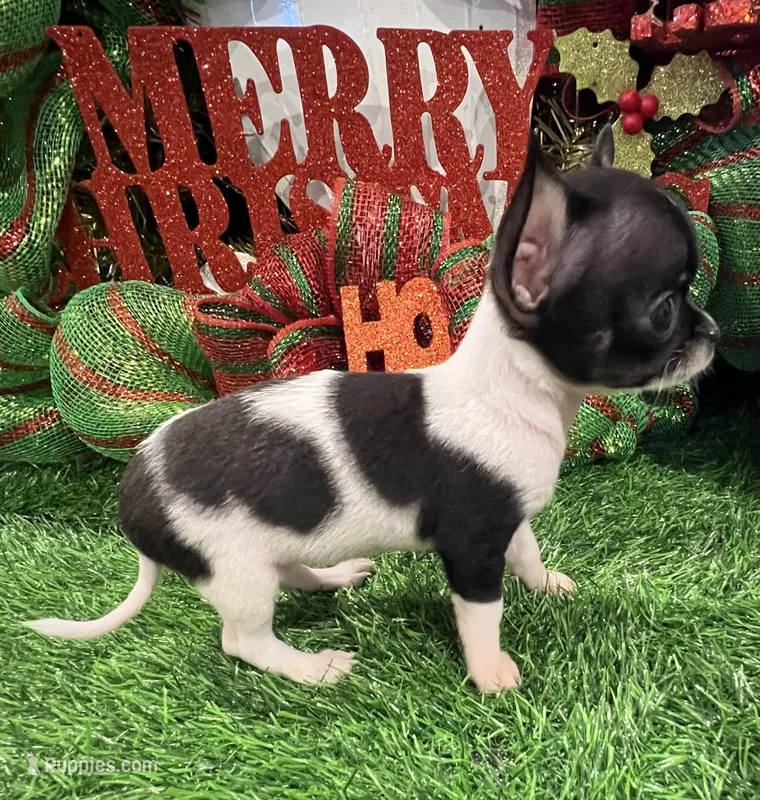 Heart – Chihuahua puppy for sale in Walker, LA