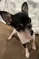 Tiny Heart, a female Chihuahua for sale in Walker, LA – Photo 6 of 10