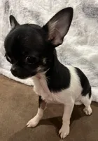 Tiny Heart, a female Chihuahua for sale in Walker, LA – Photo 5 of 10