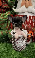 Heart, a female Chihuahua for sale in Walker, LA – Photo 8 of 10