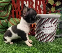 Heart, a female Chihuahua for sale in Walker, LA – Photo 3 of 10
