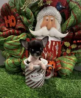 Heart, a female Chihuahua for sale in Walker, LA – Photo 9 of 10