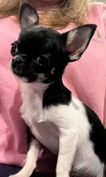 Tiny Heart, a female Chihuahua for sale in Walker, LA – Photo 1 of 10