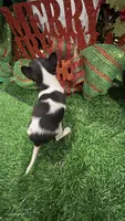 Heart, a female Chihuahua for sale in Walker, LA – Photo 10 of 10